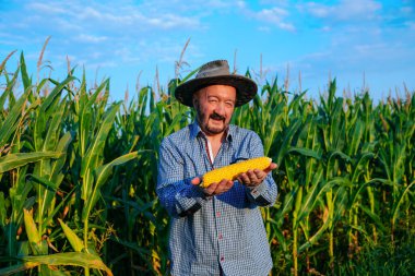 Front view elderly man farmer in corn field, hold yellow ripe corn cob in hands looking at camera. Senior male smiles happily. Behind is large cornfield. Overhead clear bright sky.