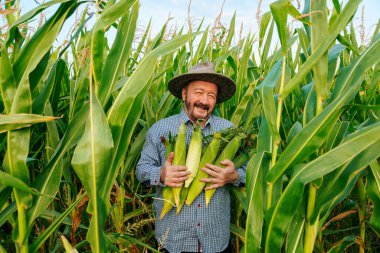 Front view of smiling aged farmer looking at camera in field with rich harvest, holding corn cobs of ripe unpeeled corn tightly to his chest. Senior man face glows with happiness. Sun hat on head.