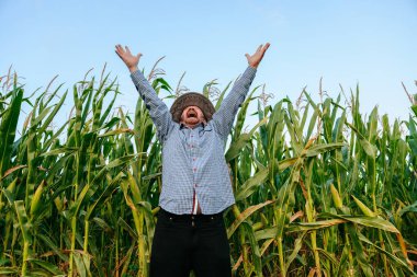 Elderly farmer agronomist raises his hands up in happiness in his field with corn, front view. Senior worker shows incredible happiness. Its sunny outside. The harvest is the best of the best.