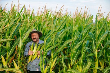 Front view of smiling aged farmer looking at camera in field with rich harvest, holding corn cobs of ripe unpeeled corn tightly to his chest. Senior man face glows with happiness. Sun hat on head.
