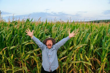 Aged screaming man farmer looking at camera joyfully raised his hands up in his field with corn, top view. The old male worker shows incredible happiness from the harvest. This is the best harvest.