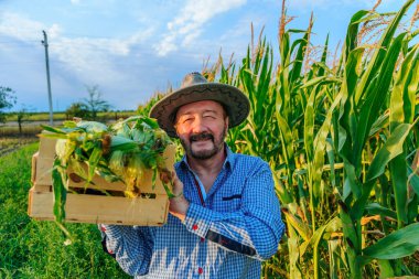 Aged farm worker holds box with crop of corn on shoulder, man smiles, front view, looking at camera. To the right is a cornfield, behind a clear sky and a road stretching into the distance. Copy space