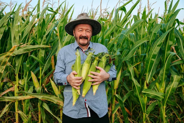 Aged elderly farmer holding corn in hand, front view, looking at camera worker smiles broadly happy. Green juicy leaves betray the taste of the harvest. Corn field background. Copy space.