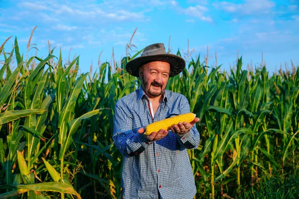 Front View Elderly Man Farmer Corn Field Hold Yellow Ripe — Stock fotografie