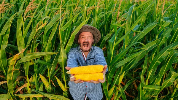 Front View Crazy Screaming Elderly Worker Looking Camera Cornfield Man — Stok fotoğraf