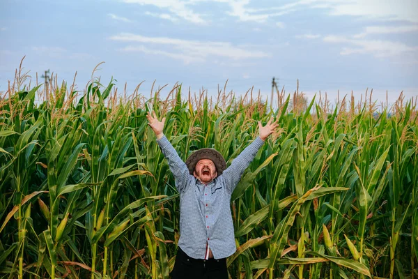 Aged screaming man farmer looking at camera joyfully raised his hands up in his field with corn, top view. The old male worker shows incredible happiness from the harvest. This is the best harvest.