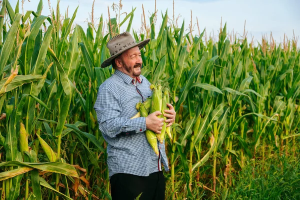 Side view proudly standing elder farmer holding corn crop, turns head, Senior man is happy with a rich harvest and a sunny day. Copy space and looking at camera