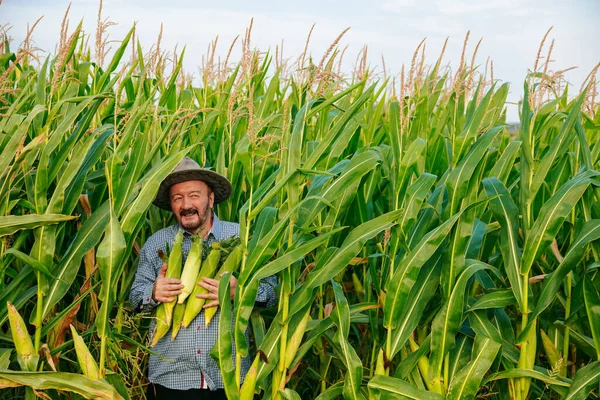 Front view of smiling aged farmer looking at camera in field with rich harvest, holding corn cobs of ripe unpeeled corn tightly to his chest. Senior man face glows with happiness. Sun hat on head.