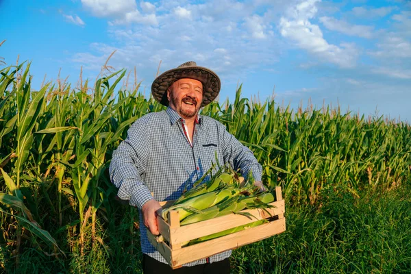 Front view sly smile of an elderly farmer worker carries box of corn through richly harvested field looking at camera. Senior man happy about the big harvest. The clear sky, a lot of corn around. 