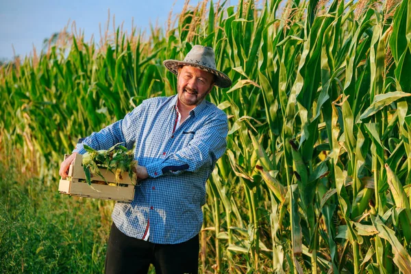 Aged man farmer carries box with crop of ripe corn in hands, man smile looking at camera, front view. There is happiness on the face of elderly worker, it is hard and joyful for him. Copy space