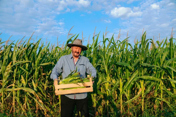 Looking at camera senior male worker carries box of ripe corn, the man shows his crop, front view. Elderly worker is happy after a long working day. Behind tall green corn leaves. copy space