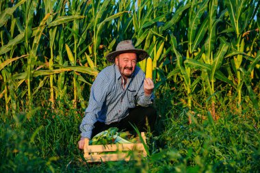 Front view elderly smile male farmer looking at camera, in a cornfield, holds ripe corncobs in hands. Old man is happy, he managed to grow and harvest best crop in the world.