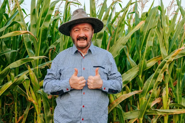 A smiling senior agronomist stands in a field showing thumb up in the middle of his harvest and looking at camera. A elderly man shows what a great harvest is grown. On the face is happiness.