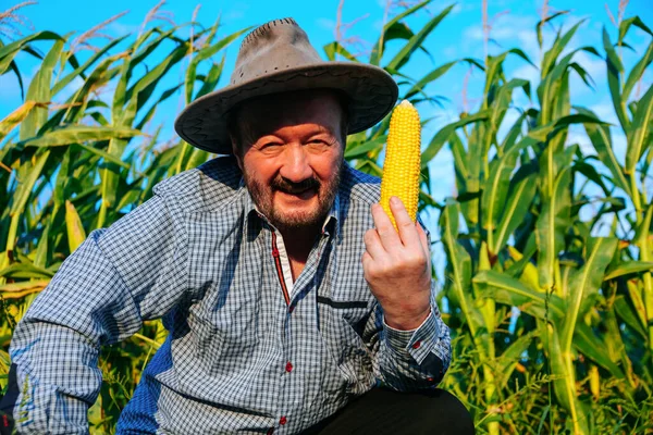 Front view elderly smile male farmer looking at camera, in a cornfield, holds ripe corncobs in hands. Old man is happy, he managed to grow and harvest best crop in the world.