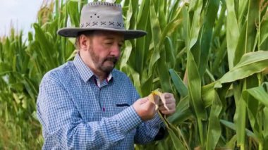 Elderly handsome farmer agronomist, examines corn leaves, close look, front view, hat on head. Senior male checks the quality of the harvest. The elderly worker has a thoughtful face.