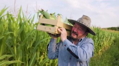 In a corn field, after a hard working day, elderly farmer carries a box of crops on his shoulder. It is hard for senior man, sun is shining brightly, sun hat is on his head. There was a rich harvest.
