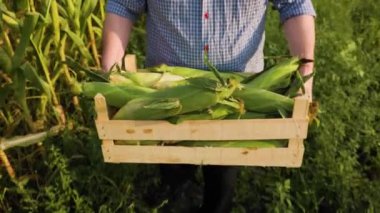 Top view of farmer carrying box with rich harvest of selected ripe corn. Male hands carry a heavy box with corn against the backdrop of green field. Grass is swaying, man is walking. Unrecognizable