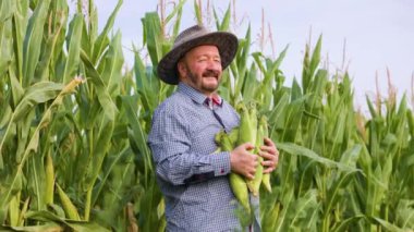 Side view proudly standing elder farmer holding corn crop, turns head and looking at camera. Senior man is happy with a rich harvest and a sunny day. Copy space and looking at camera