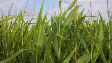 field with green corn on a sunny day, Corn fields and abandoned buildings, corn is used to feed people or feed livestock in livestock breeding, high yield