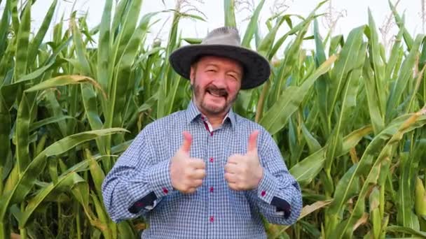 Smiling Senior Agronomist Stands Field Showing Thumb Middle His Harvest — Stock Video