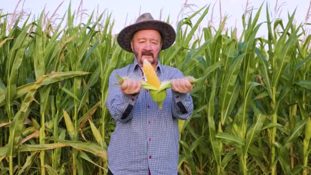 Opening Corn Hands Elderly Farmer Worker Stands Field Glows Happiness — 图库视频影像