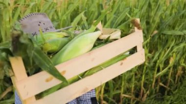 Side view in a cornfield a male farmer agronomist carries a box with a crop on his shoulder. Overhead, a clear sky with white clouds. Green corn trunks show the horizon line. Unrecognizable
