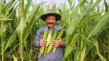 Front view of smiling aged farmer looking at camera walking in field with rich harvest, holding cobs of ripe unpeeled corn tightly to his chest. Senior man face glows with happiness. Sun hat on head.