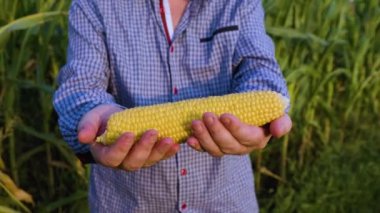 A yellow ripe cob of corn with large grains lies in the hands of a field worker. Unrecognizable man. An environmentally friendly product grown in a large corn field. Large clean ripe grains.
