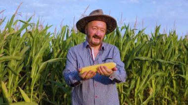 Front view elderly man farmer in corn field, hold yellow ripe corn cob in hands looking at camera. Senior male smiles happily. Behind is large cornfield. Overhead clear bright sky.