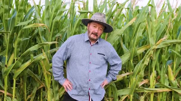 Elderly Male Farmer Stands Corn Field Green Corn Puts His — Stock Video