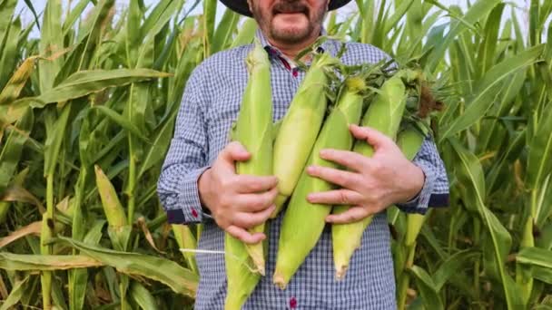 Close Hands Elderly Farmer Holding Cobs Corn Front View Man — ストック動画