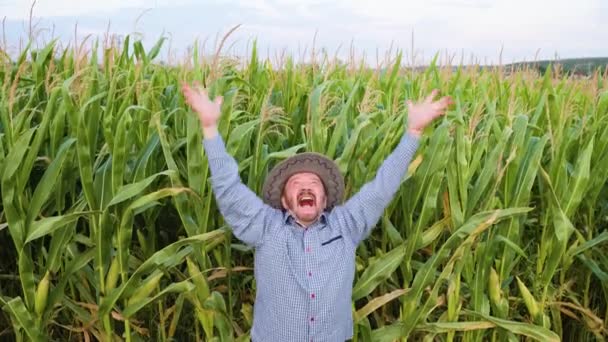 Elderly Screaming Farmer Agronomist Raises His Hands Happiness His Field — Video
