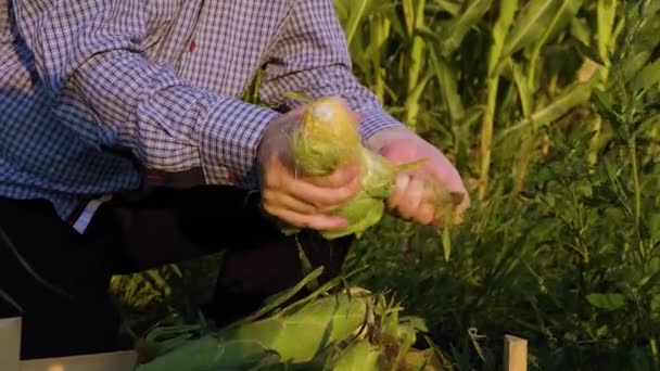 Close Front View Farmers Hands Open Ear Young Yellow Ripe — Stock videók