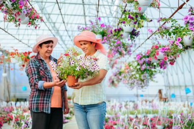 Front view looking at each other two elderly women in greenhouse talking, holding indoor flower. In their hands a flower in pot. There are many other different flowers in the greenhouse. Copy space.