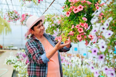 Front view florist woman in a plaid shirt carefully check the quality of grown flowers in pot at greenhouse. Senior worker takes flowers with her hands with care. Copy space.