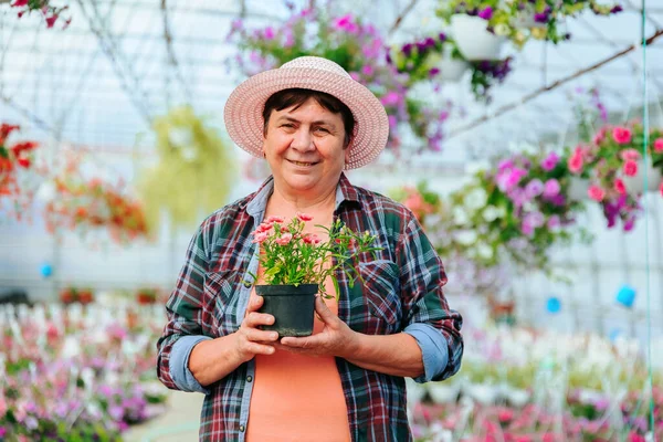 Front view looking at camera florist aged woman in hat stands in greenhouse among indoor flowers in pots. Dressed in casual clothes. Smiles happily and holds favorite pot flower in hands. Copy space.