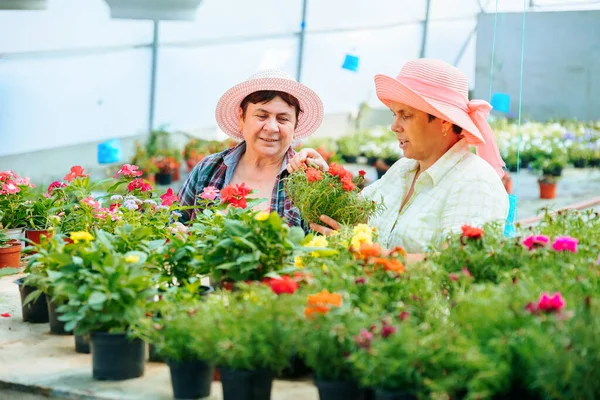 Front view looking at flowers in pots two women working in a flower greenhouse discussing their work. The flowers are of good quality and beautiful. Sales will be high and effective. Copy space.
