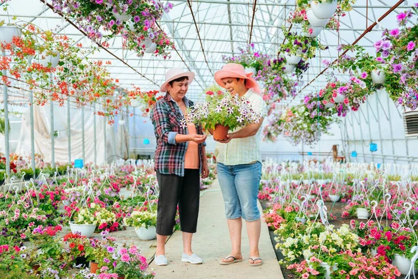 In greenhouse with seedlings of indoor plants, two aged women talking sweetly, laughing, holding flower in pot. Florists discuss their interesting work. Thinking to improve the business. Copy space.