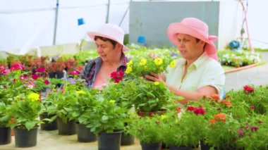 Front view looking at flowers in pots two women working in a flower greenhouse discussing their work. The flowers are of good quality and beautiful. Sales will be high and effective. Copy space.