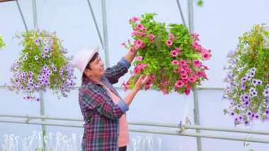 An elderly woman working at a greenhouse carefully examines the pots of flowers in the side view. The florist carefully and gently touches each flower so as not to miss anything. Copy space.