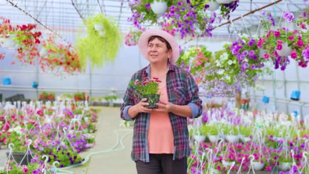 Front View Florist Aged Woman Hat Stands Greenhouse Indoor Flowers — Vídeo de Stock
