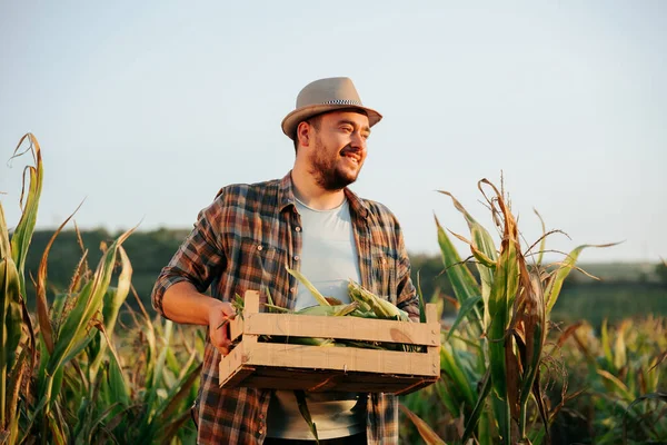 Horizon line is visible in corn field, young agronomist farmer man is standing, smiling, holding box of corn in hands, front view, A young farmer rejoices at a good harvest. Copy space.