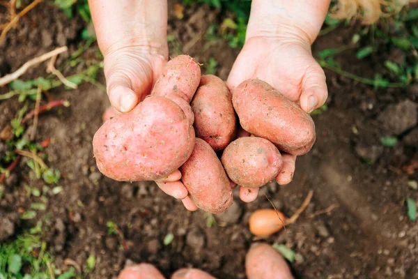Top view unrecognizable close up of large delicious potato vegetable in the hands of a male farmer. A field worker shows the harvest at the harvest site.