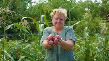 Front view looking at camera an elderly woman shake head farmer shows her rich potato crop with her outstretched hands. The worker proudly smiles while standing in her vegetable paradise.