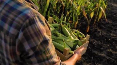 Close up top view of worker hands full box of ripe corn cobs being carried by a male farmer across the field. A man carries a box against the backdrop of agricultural land and a cornfield. Copy space.