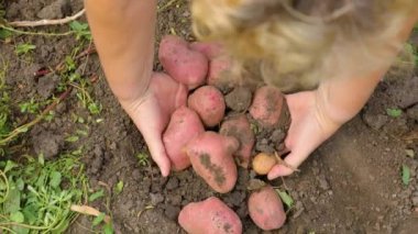 Close up of the hands of a woman worker picking up large potatoes from the ground, fertile soil pouring through her fingers. The harvest was good and high quality. Unrecognizable. Shooting from above.
