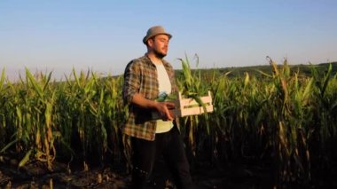 Young farmer man walk tired across field with corn, smile lightly, carries box of crops in arms, tracking shot. looking away. Horizon line is visible, end of the working day, satisfaction. Copy space.