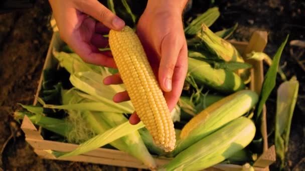 Close Top View Unrecognizable Young Farmers Male Hands Cob Yellow — Stok video