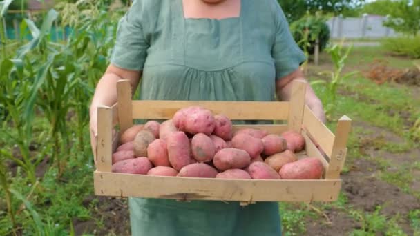 Front View Unrecognizable Woman Farmer Carries Crop Large Organic Potatoes — Stock video