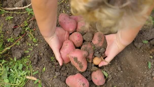 Близько Рук Жінки Працівник Збирає Велику Картоплю Землі Родючий Грунт — стокове відео